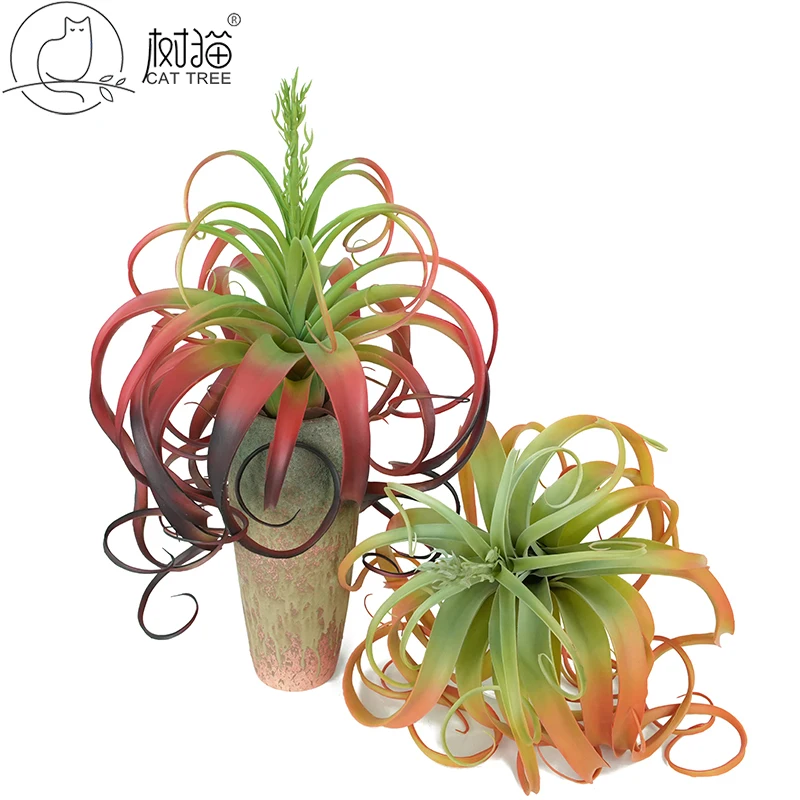 indoor plants name and photo Low-Light Houseplant