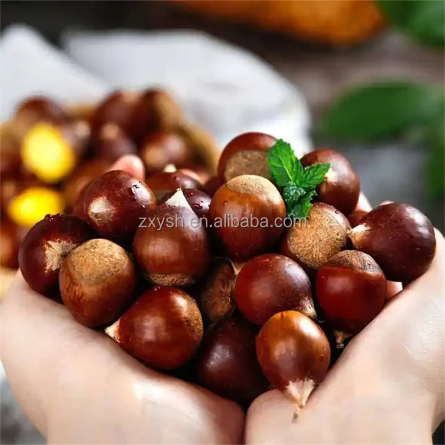 Delicious Chestnuts Fresh Chestnuts Bulk Chestnuts For Sale - Buy ...