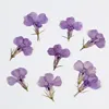 MH99 lilas teint 12 pièces/sac