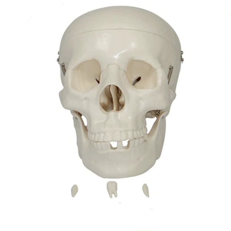 Studying PVC 21cm 1kg Human Skull Anatomy Model