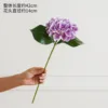 Single-headed hydrangea purple