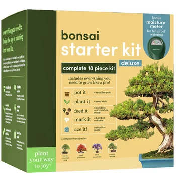 Wholesale Indoor garden Pine Tree start kit for Indoor Decoration Bonsai Tree Kit