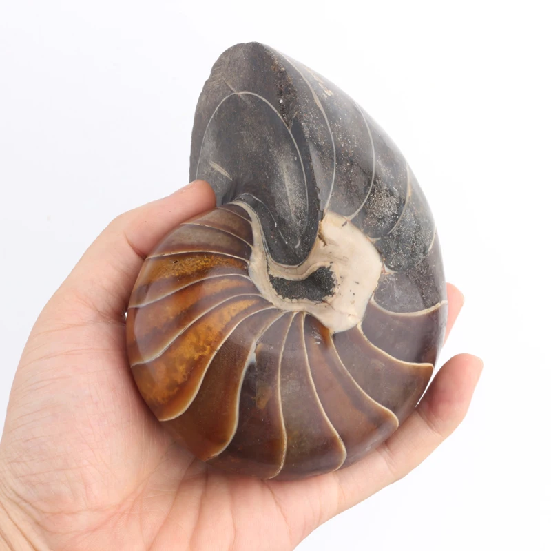 Special Accept Customized Colour Crystal Raw Price Ammonit Fossil Stone