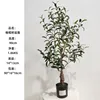 90cm olive tree