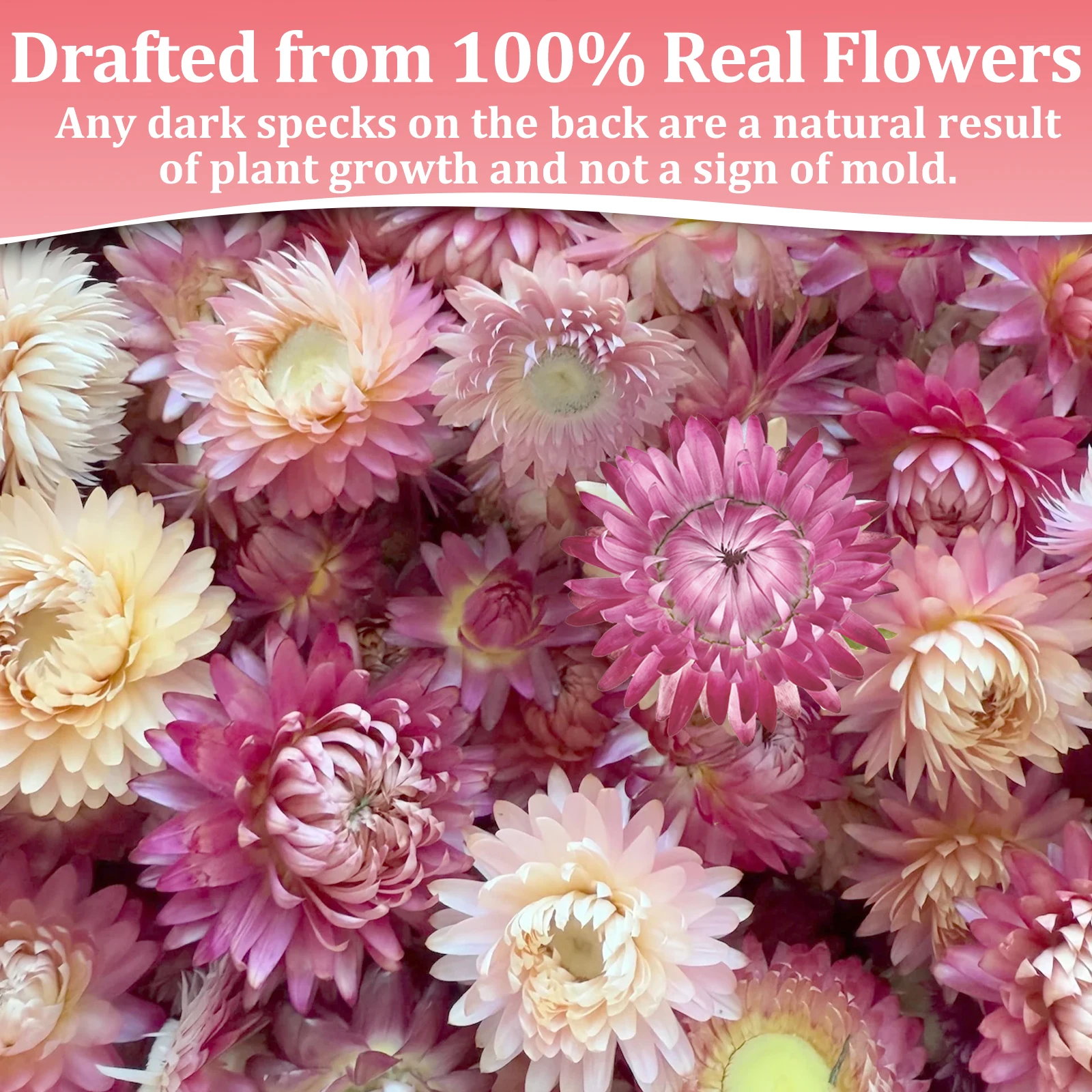 Premium Dried Xerochrysum Whole | Bulk Wholesale Price H6c33ef44c500440a84d4e4bcc5c32c94S