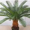 Large 24-leaf cycad bonsai, H84CM