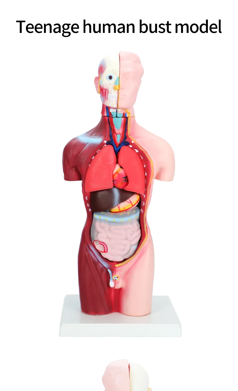 product human intract model human body anatomy 3d puzzle 4 for medical education research-3