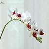 Noyau blanc rouge