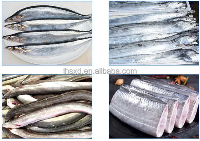 冷凍魚切断機/マグロ魚セグメントデヘッドヘッドおよびテール