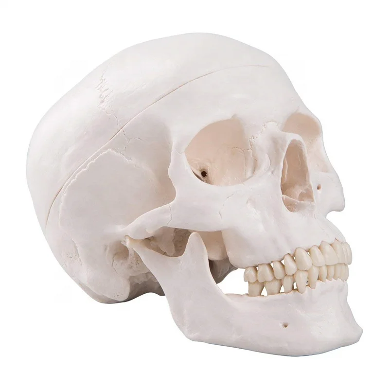 adult skull cap