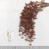 Brown hanging Dream Orchid branch