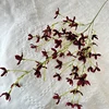 rosso scuro