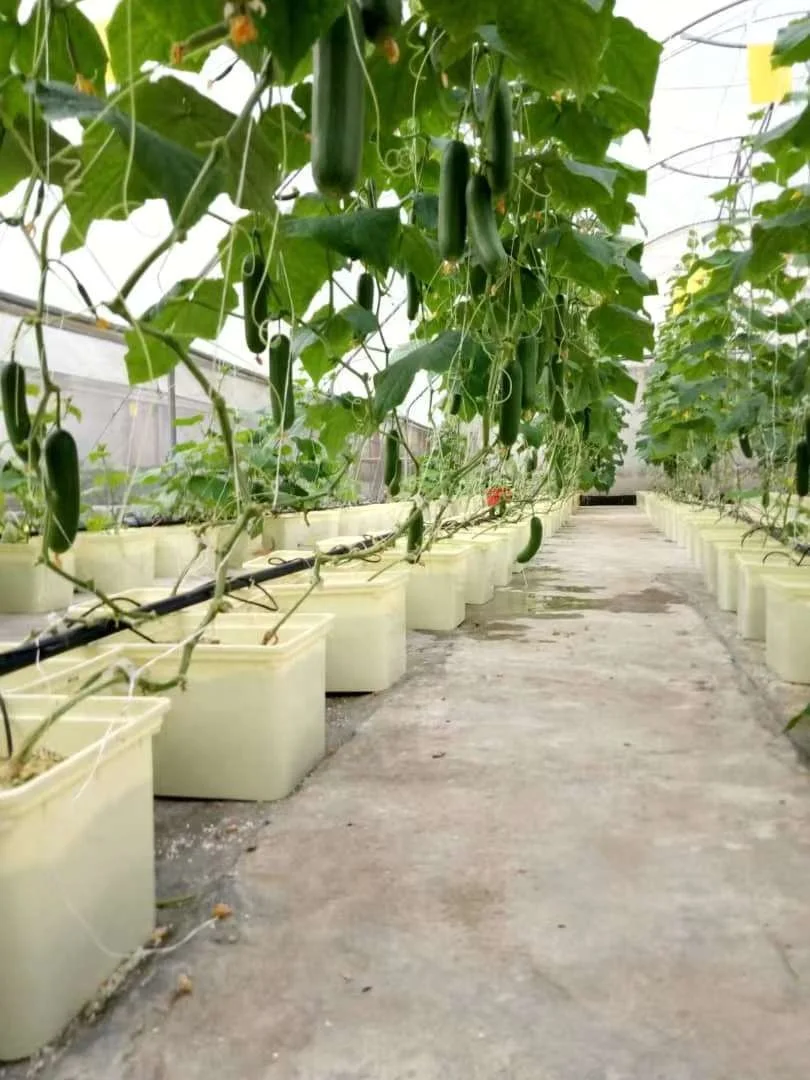 Glass Greenhouse House Complete Kit Dutch Bucket Hydroponics