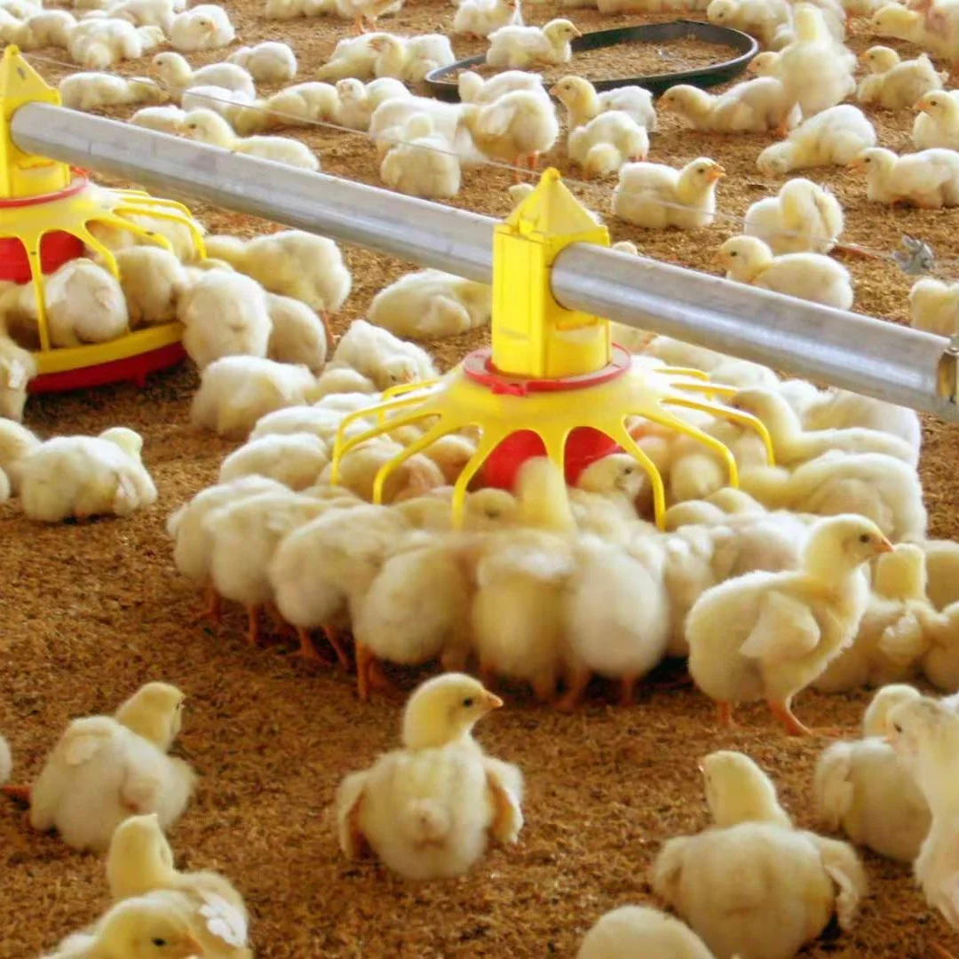 Automatic Poultry Farming Equipment Chicken Pan Feeding System For