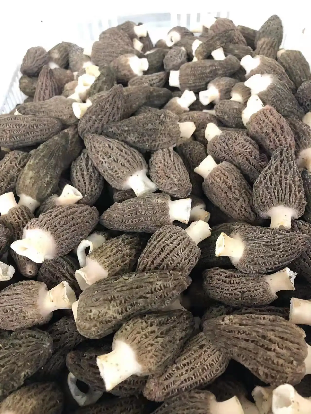 New Year New Season Premium High Quality Natural Stem/stem Cut Fresh