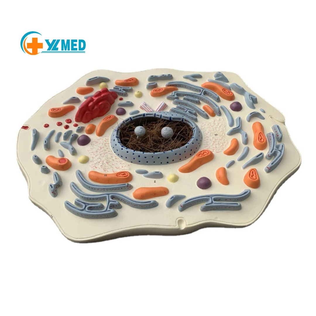 Hot Sale PVC Intuitional Teaching Aid Submicroscopic Animals Cell Model for Training Anatomical Model