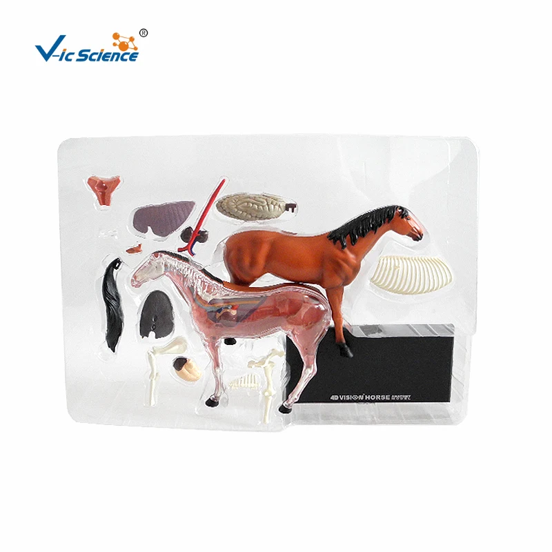 Hot Sale 3d Animal Models Horse Anatomical Model For Teaching - Buy Horse  Anatomical Model,Horse Model,Animal Model Product on Alibaba.com