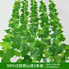 5 strips of 99-leaf gluing Virginia creeper
