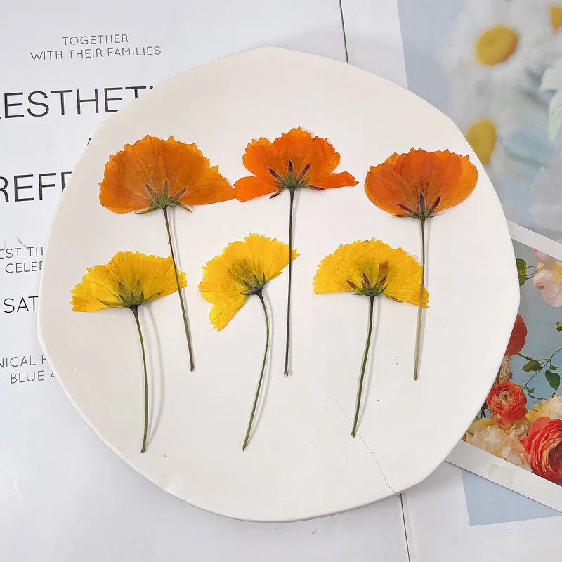 Flores Prensadas Secas 48 Unidades | Para Manualidades, Resina, Scrapbooking - Color Amarillo, Tamaño 1.5-2.5cm