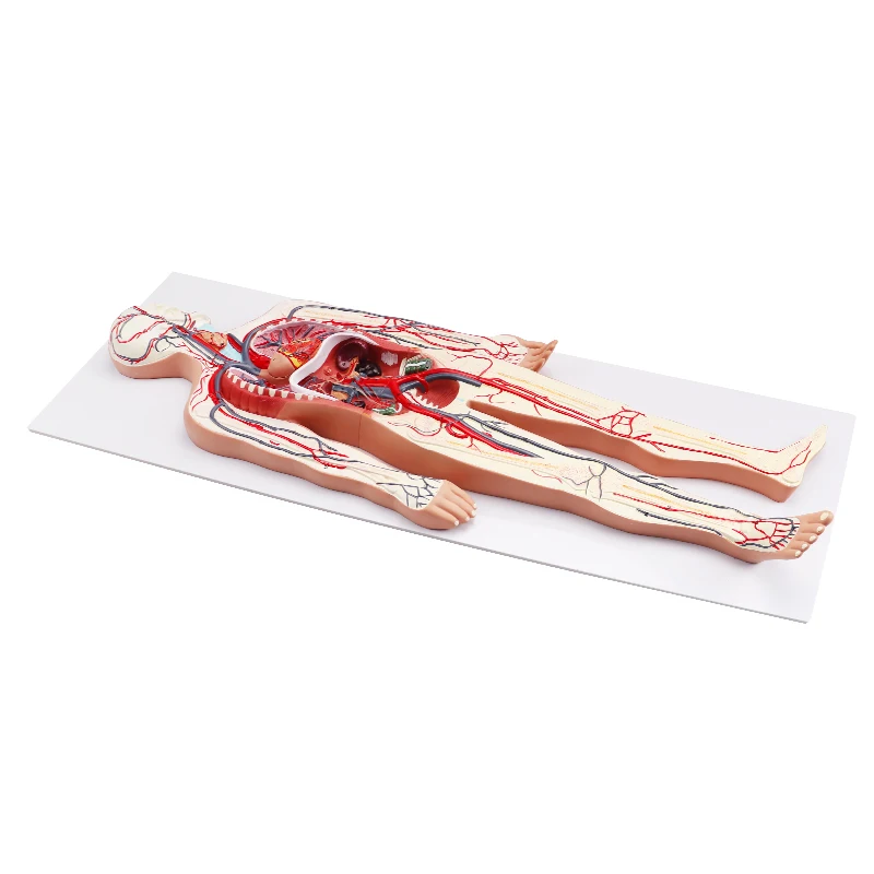 3D Simulator  Circulation Demonstration Anatomy Teaching Medical Human Blood Circulatory System Model