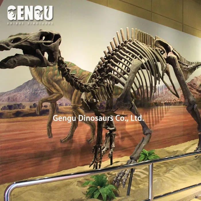 Artificial Dinosaur Skeleton Model Fiberglass Dinosaur Bones for Sale
