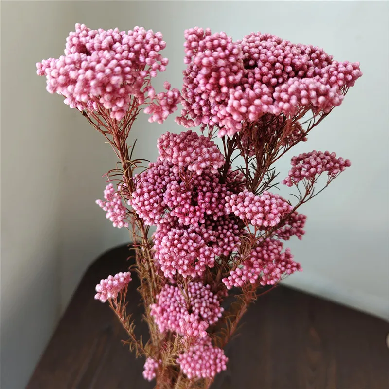 Preserved Sakura Rice Flower Beautiful Branches Style for Fresh Household Arrangements and Bouquet Making Packaged in Bags