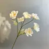 แชมเปญ
