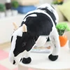 dairy cow