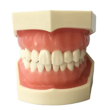 M8011 Standard Dental Tooth Model with 28 Screw in Teeth