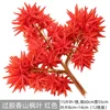 Hojas de arce Xiangshan encoladas, rojas.