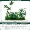 Schefflera octophylla 2mlong