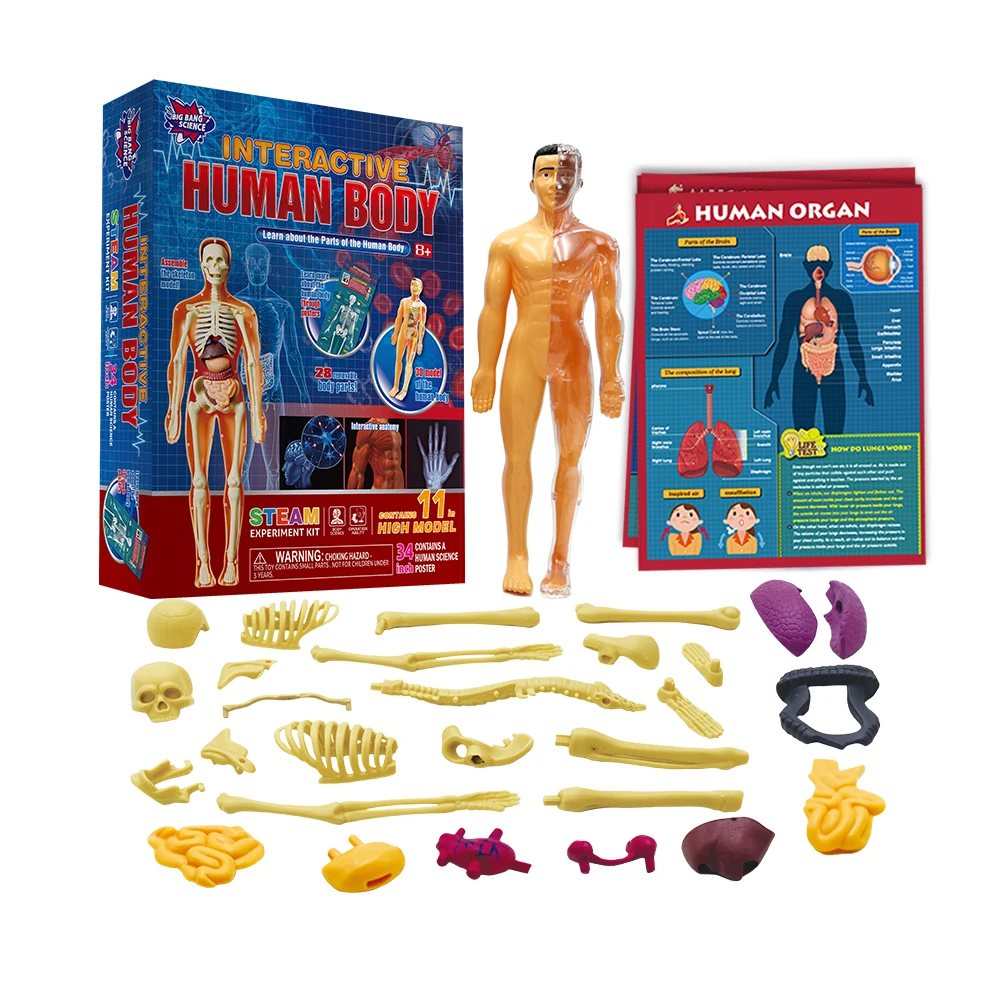 Human Skeleton Organs Model Removable Parts 3D Human Body Model Anatomy Model Skeleton Educational Science Toys for Kids