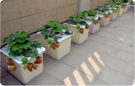 花园水培系统立式草莓植物塔