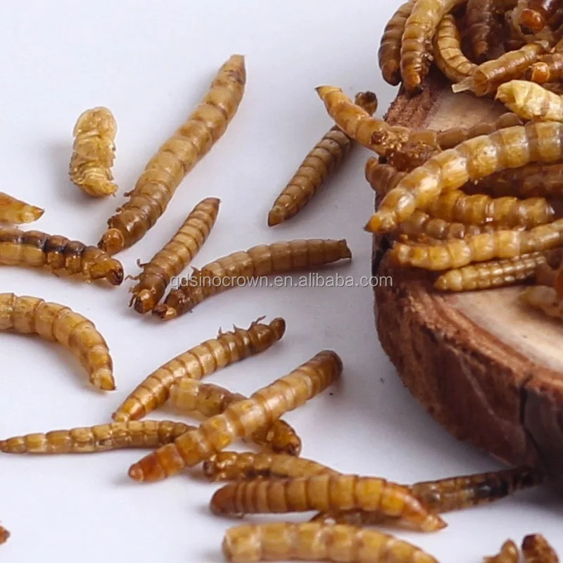 Dried Mealworm Treat For Poultry And Livestock,Dried Mealworm From