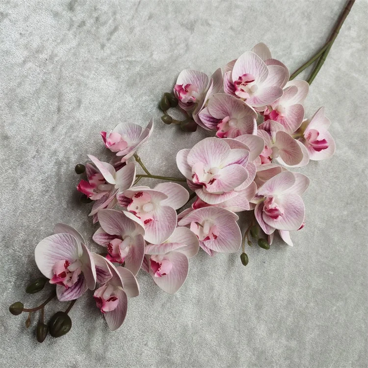 Geniet die beste valse hydrangeas met minimale onderhoud