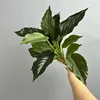 Dark green 14-leaf aglaonema