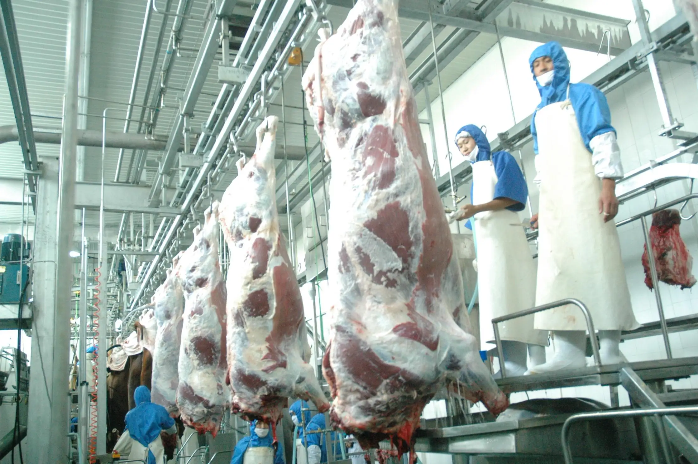 Cattle slaughterhouse lines and equipment for beef slaughtering