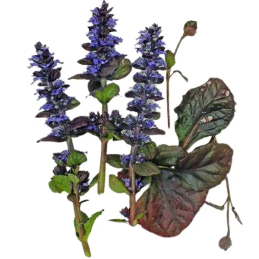 Заводская поставка, Туркестанский экстракт Ajuga, чистый порошок туркестерона 2% 10%