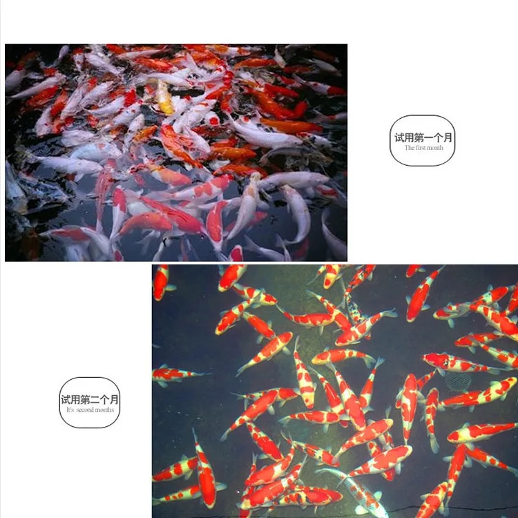 Fish Food Factory Wholesale Kio Food Nutritional Aquarium Fish Tank Feed Fish Pet Food Buy