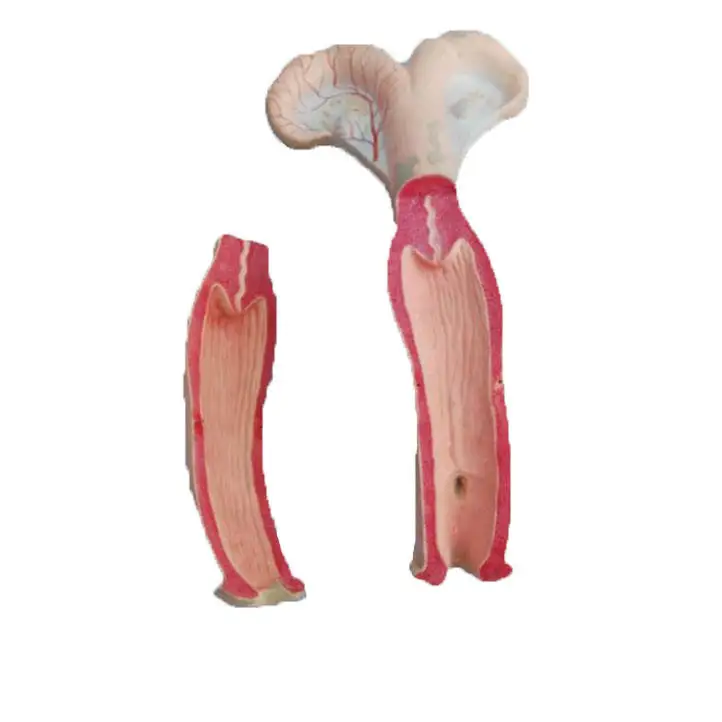 Anatomical Animals Model Medical School Class Display Teaching Model