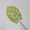 green alocasia leaves c