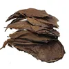 Foglia di Terminalia, pezzo singolo.