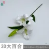 ลิลลี่ วาย ไวท์ 3 มิติ