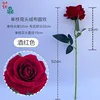 Rosa de terciopelo clásica L Rojo vino