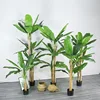New plantain tree