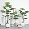 Livistona Chinensis 13#