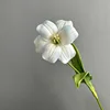 Pu abierta tulipán orquídea clara