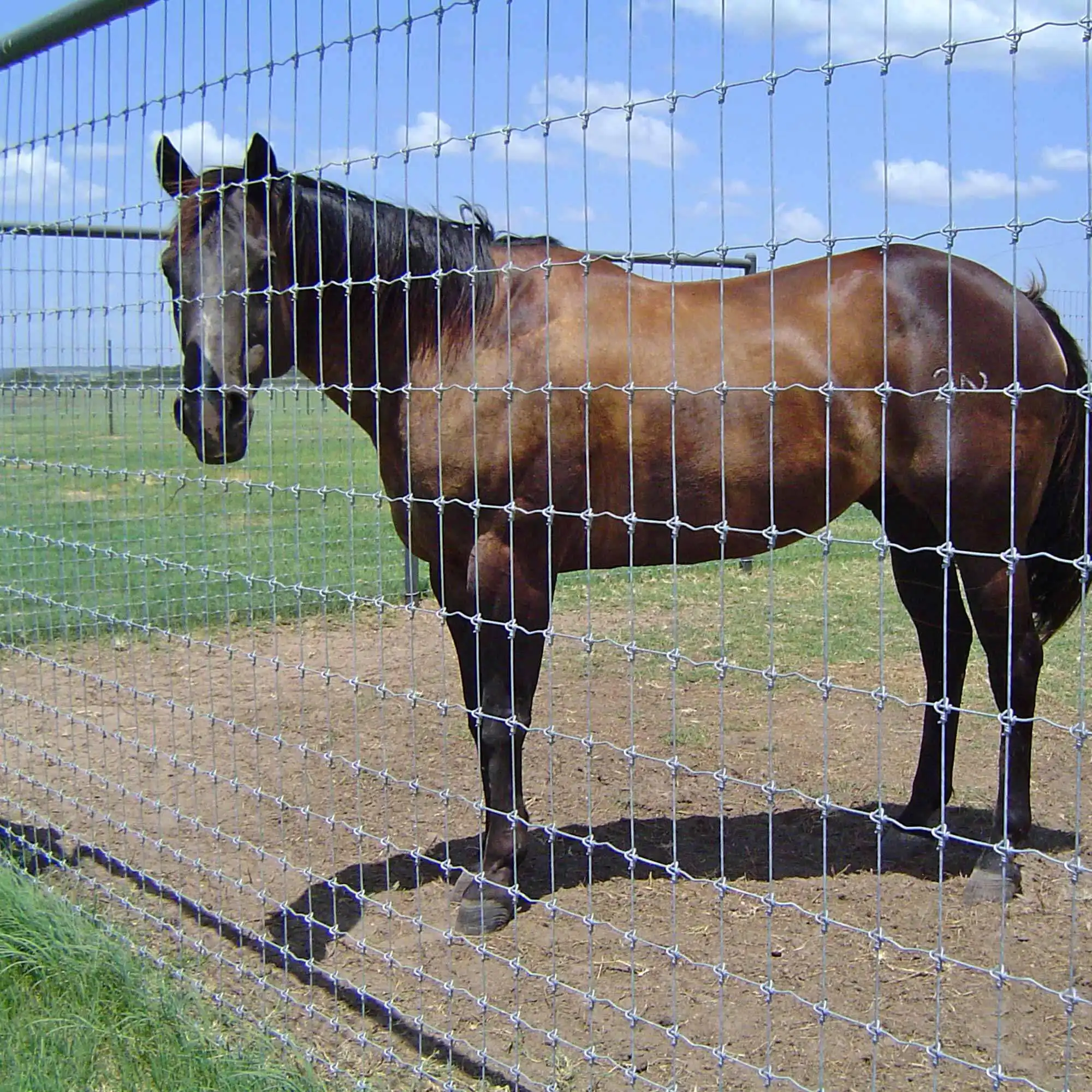 Galvanized Field Fence Wire 8Ft Cattle Sheep Goat Livesstock Field Fence