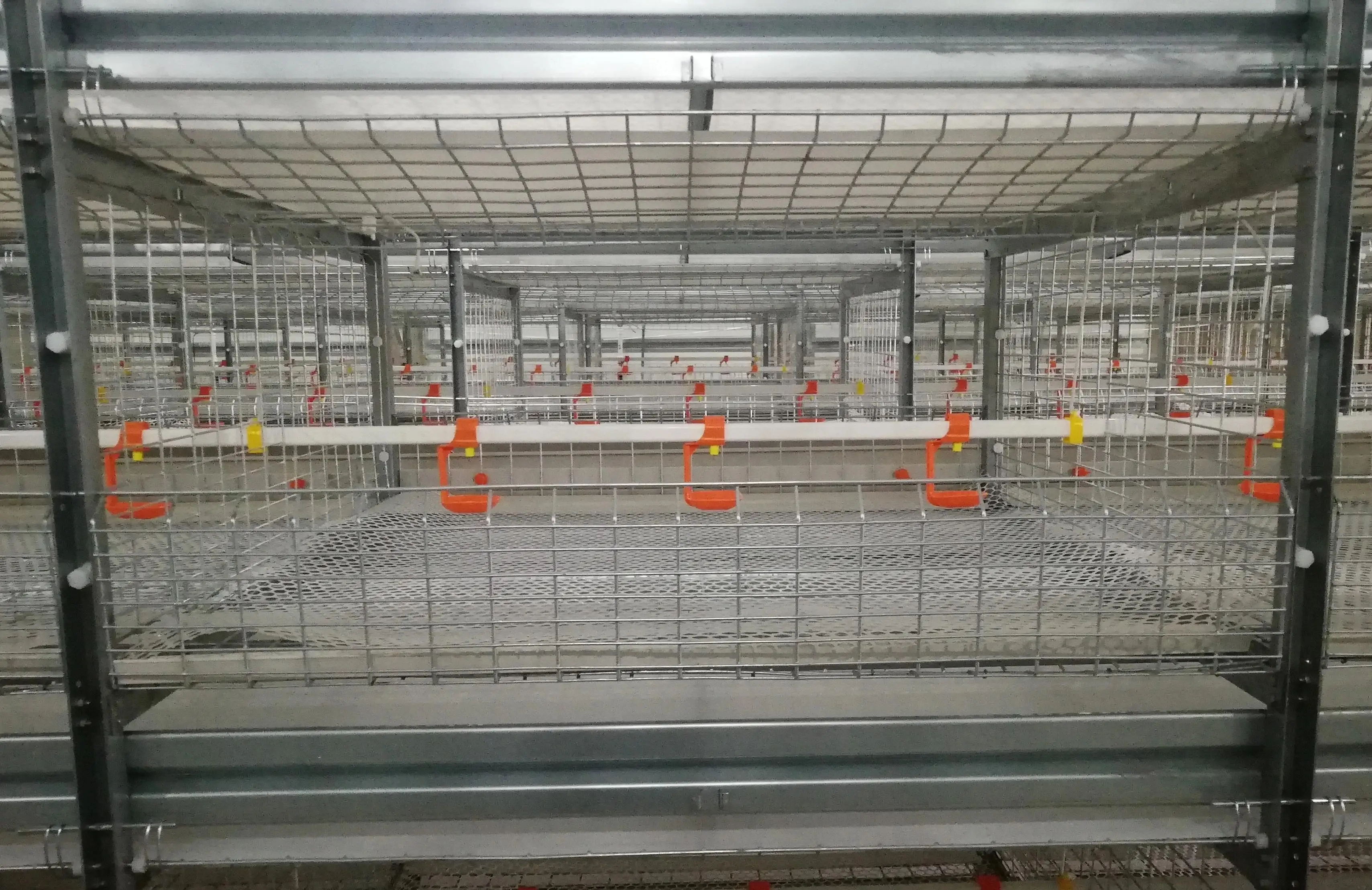 battery chicken cage 24.jpg