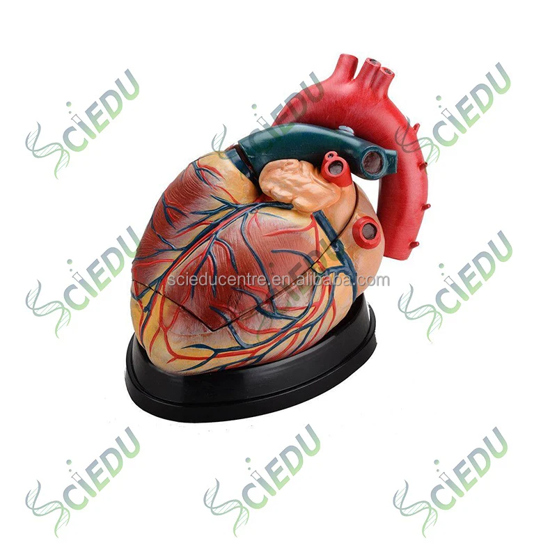 Medical Heart Model Enlarged Human Heart Model Medical Plastics Heart ...